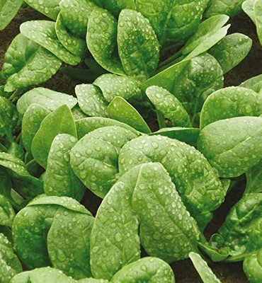 CYBEXIS Seeds of Vegetable Spinach Cello F14000 Seeds Seed(4000 per packet)