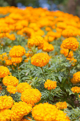 Crumar marigold/gende ka phool flower seeds Seed(25 per packet)