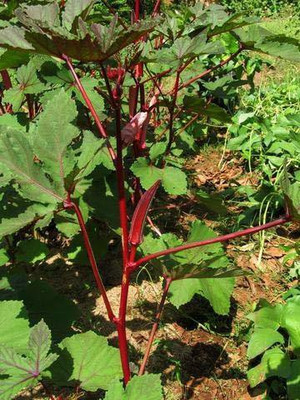 KANAYA Red Okra Red Ladies Finger Seed(140 per packet)