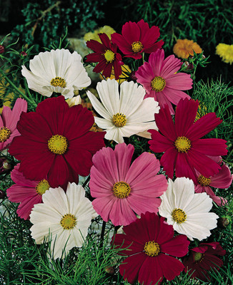 ZIXA Cosmos Mix Seed(30 per packet)