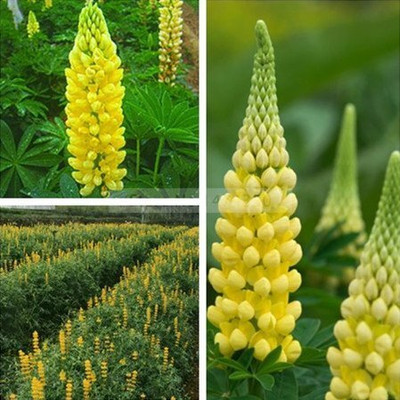Epazo Lupin Mix Dwarf Flower Seed(24 per packet)