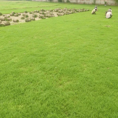 naturehils Maxican Carpet Grass Seeds for PlayGround/Garden/Park, Lawn Grass Seed(16000 per packet)