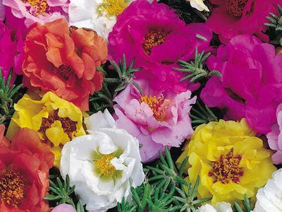 Flipkart SmartBuy Exotic Portulaca Flower Mix Seed(25 per packet)