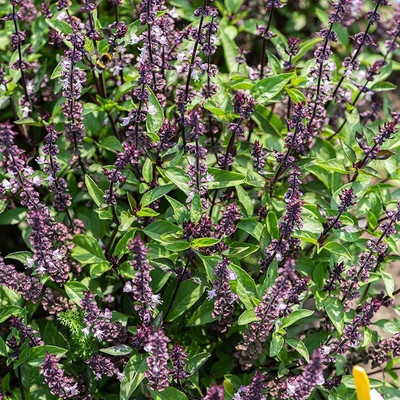 Qualtivate ATS-7 Basil Queenette Ocimum basilicum Seed(1000 per packet)