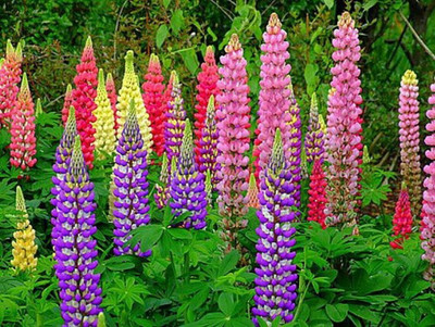 Quentova Lupine Mix of colors Lupinus Polyphyllus Flower-CTU-9T Seed(100 per packet)