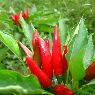 CYBEXIS Ornamental Chili Hot Pepper Seeds1200 Seeds Seed(1200 per packet)