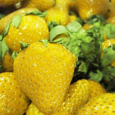 CYBEXIS Yellow Strawberry Seeds400 Seeds Seed(400 per packet)