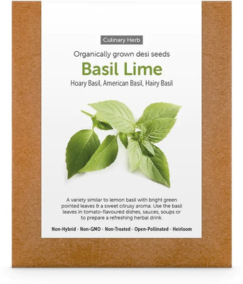 Qualtivate PAU-1 Lime Basil Seeds Seed(1000 per packet)