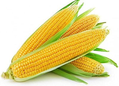 Pbevergreen मक्का के बीज/Corn seed 126 Seed(44 per packet)