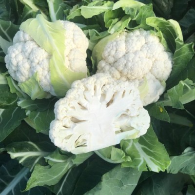 CYBEXIS LEOCEN Cauliflower Variety1000 Seeds Seed(1000 per packet)