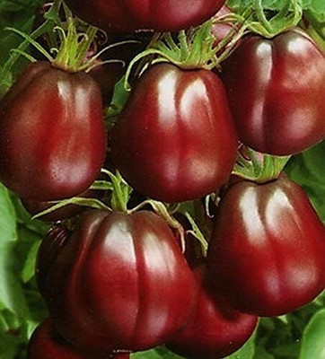 Biosnyg Non GMO Black Truffle Tomato Summer Vegetable Seeds For Planting - (4000 Seeds) Seed(4000 per packet)