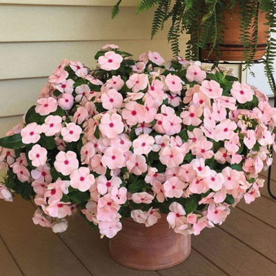 Lorvox Vinca flower all colours Seed(60 per packet)