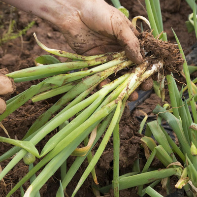 WILLVINE MAH -VI Onion Seeds (Bunching Evergreen) [1g] Seed(750 per packet)