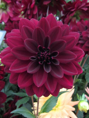Lorvox Dahlia Double Figaro Mix Seed(80 per packet)