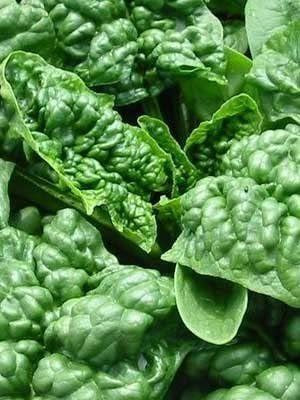 VibeX LX-64 - Spinach - Bloomsdale Savoy - (2250 Seeds) Seed(2250 per packet)
