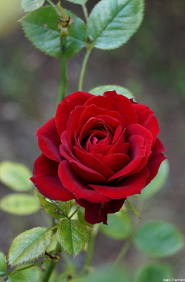 CRGO ROSE , GULAAB Seed(100 per packet)