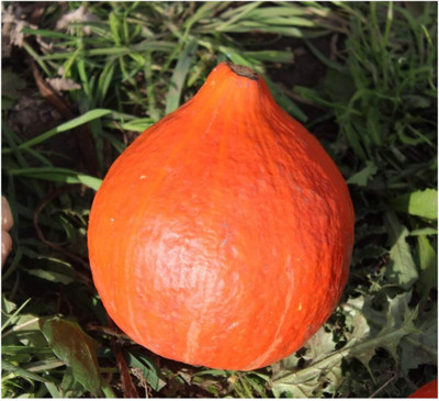 KNESSiN Squash Seed(100 per packet)