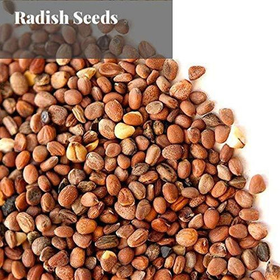WILLVINE Radish Japanese White-VR867-[2000 Seeds] Seed(2000 per packet)