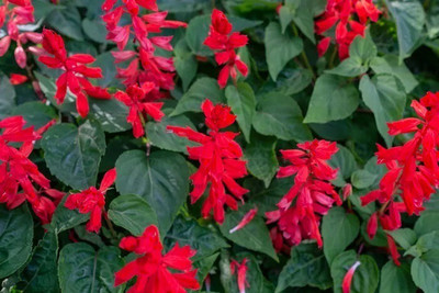 Quentova Red salvia, scarlet sage-VK-2T Seed(50 per packet)