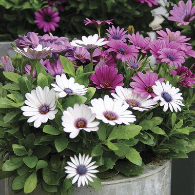 Aywal Osteopermum Mixed Color Flower Seed(30 per packet)