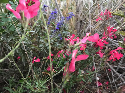Qualtivate HUA-5A Salvia greggii Autumn Sage Seed(100 per packet)