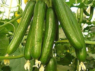ibains Long cucumber seeds Seed(134 per packet)