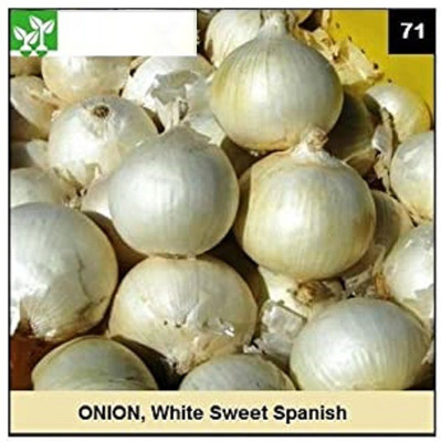 CYBEXIS WHITE SWEET SPANISH ONION2000 Seeds Seed(2000 per packet)