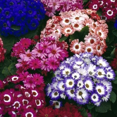 Aywal Cineraria Starlet Hybrid Flower Seed(110 per packet)