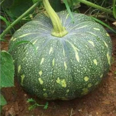 PMA Pumpkin Seed, Kumro seed Seed(15 per packet)