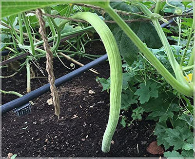 CYBEXIS LX-30 - LONG MELON/ KAKRI - (150 Seeds) Seed(150 per packet)