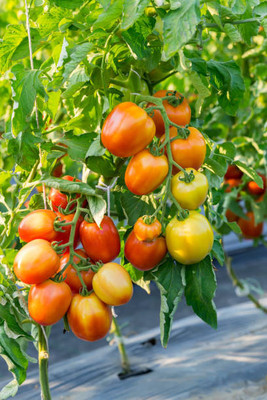 WINR tomato Seed(35 per packet)