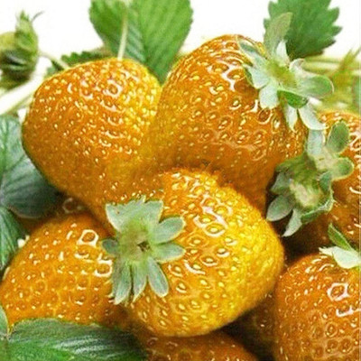 CYBEXIS Orange Strawberry Seeds400 Seeds Seed(400 per packet)
