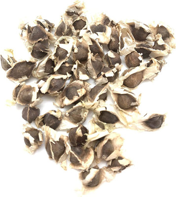 CYBEXIS XLR-6 - Drumstick Moringa Oleifera - (1350 Seeds) Seed(1350 per packet)
