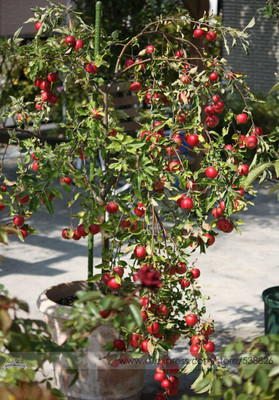KANAYA Apple Seed(7 per packet)