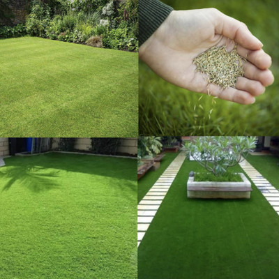 Greenfall Mexican Carpet Grass Seed for Gardens and Parks - 5500 per Packet Seed(5500 per packet)