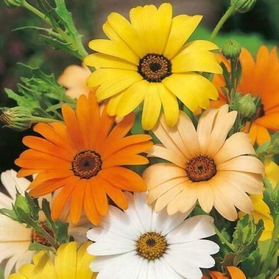 ACMS DIMORPHOTECA Mixed Colour Fnlower Seeds Hybrid F1 Seeds All Seaso Seed(60 per packet)