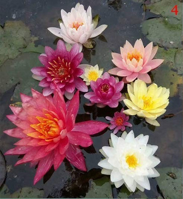 CYBEXIS LX-13 - Viable Aquatic Water Lily - (30 Seeds) Seed(30 per packet)