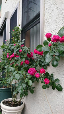 CRGO ROSE , GULAAB Seed(50 per packet)
