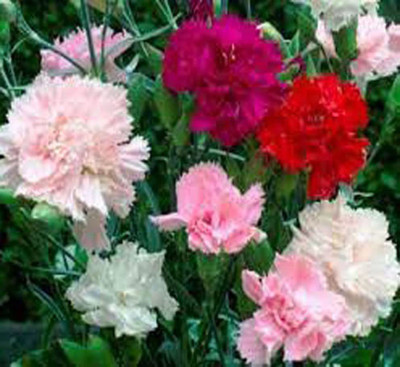 KANAYA Carnation Mixed Flower Seed(30 per packet)