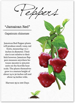Biosnyg QCO-99 Jamaican Red Pepper (Capsicum chinense)-[800 Seeds] Seed(800 per packet)