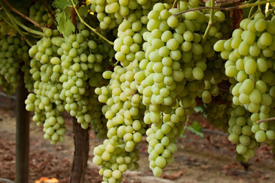 CHEZ VAIJU GRAPE Seed(10 per packet)