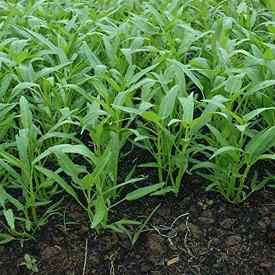 BDSresolve Indian kalmi shak seeds/water spinach seed 82 Seed(82 per packet)