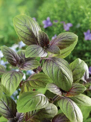 WILLVINE Basil Taste of Cinnamon, Basil Seeds from Russia-[2000 Seeds] Seed(2000 per packet)