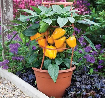 Aywal HYBRID F1 PREMIUM QUALITY ORANGE COLOR CAPSICUM/SHIMLA MIRCH Seed(500 per packet)