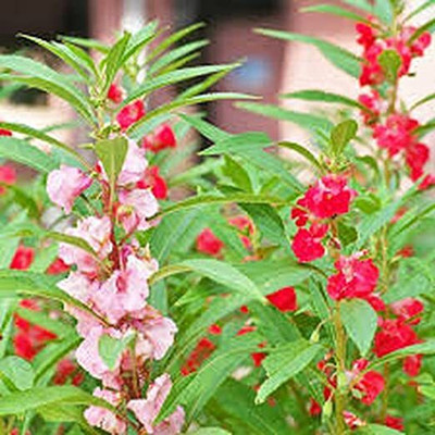 Aywal Balsam Tom Samb from Russia Seed(90 per packet)