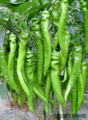 TRICONE Hybrid Green Chilli Mirch Gardening Organic Seeds DF738 Seed(200 per packet)
