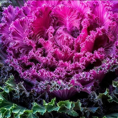 WILLVINE AMR -XI Ornamental Kale Flowering Cabbage [1g] Seed(300 per packet)