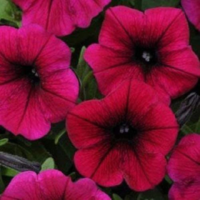 CYBEXIS Shock Wave Deep Purple Wave Petunia Seed(50 per packet)