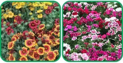 Aro Gaillardia, Pulchela Double Mix Seed(66 per packet)