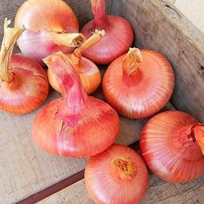VibeX ® RXI-571 Italian Cipollini - flat pink to red Onions Seed(1000 per packet)